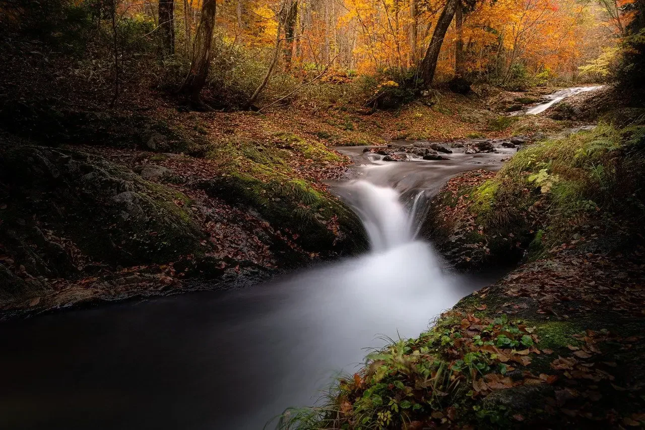 Apporter une touche de nature à votre intérieur