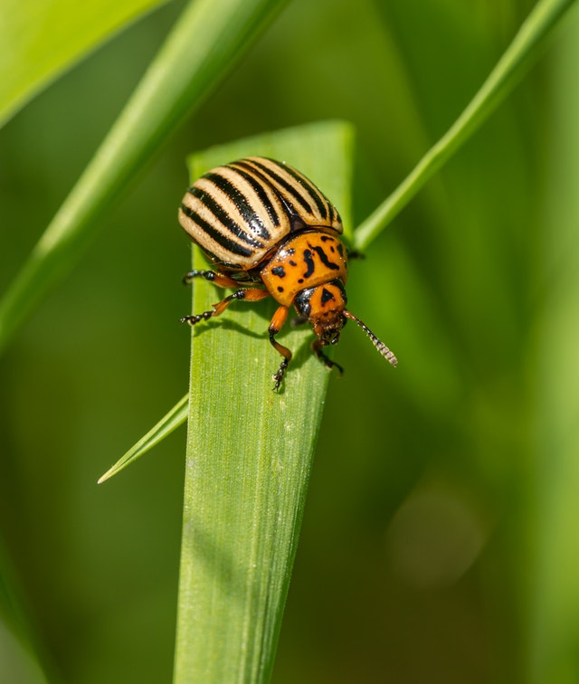 biodiversite