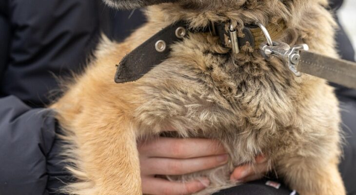 découvrez notre plateforme dédiée à l'adoption d'animaux de compagnie. trouvez le compagnon idéal parmi de nombreux chiens et chats à adopter. offrez un foyer chaleureux à un animal dans le besoin et transformez votre vie avec l'amour inconditionnel d'un nouvel ami à quatre pattes.